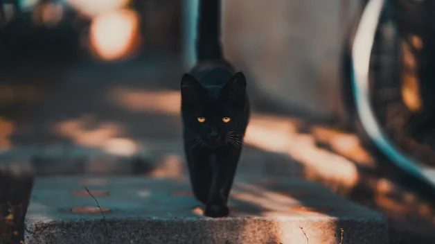 Halloween, sos gatti neri. Enpa: meglio tenerli a casa